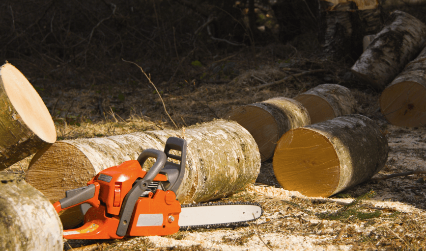 Tree Removal